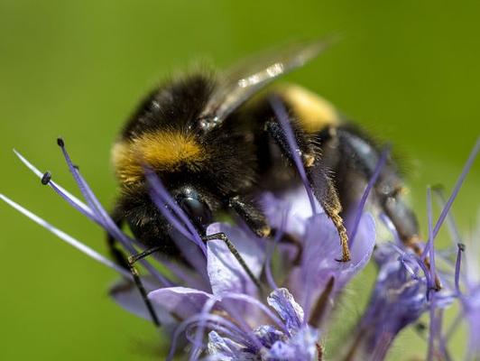 Biene Phacelia