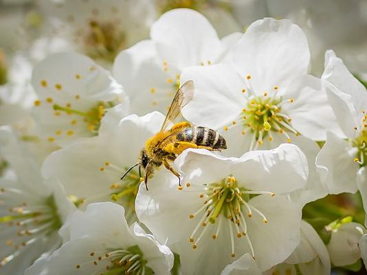 Bienen Kirschblüte