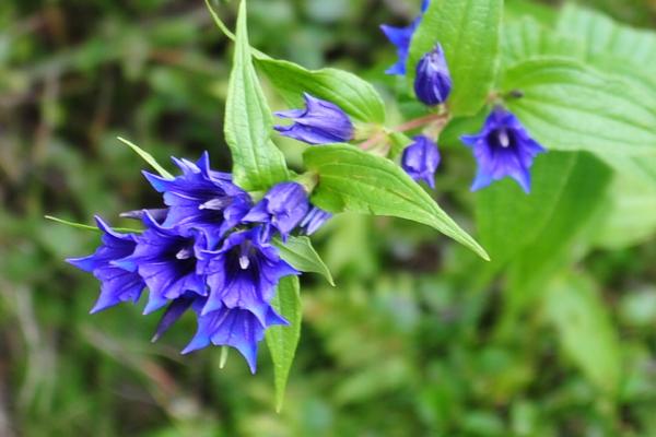 Blume blau