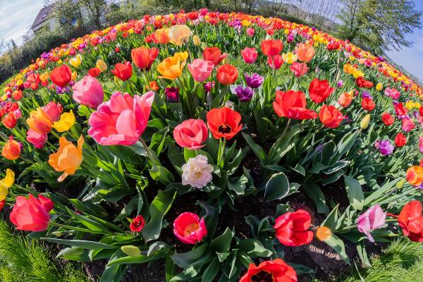 Tulpen Panorama