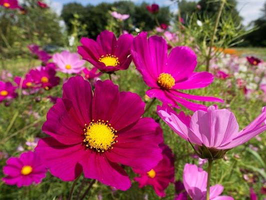 Cosmea lila Blüte