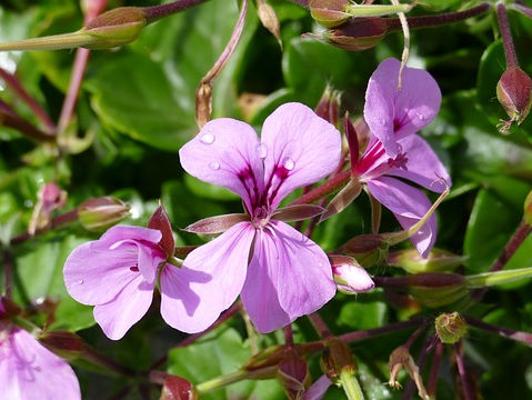 Geranien Blüte groß lila